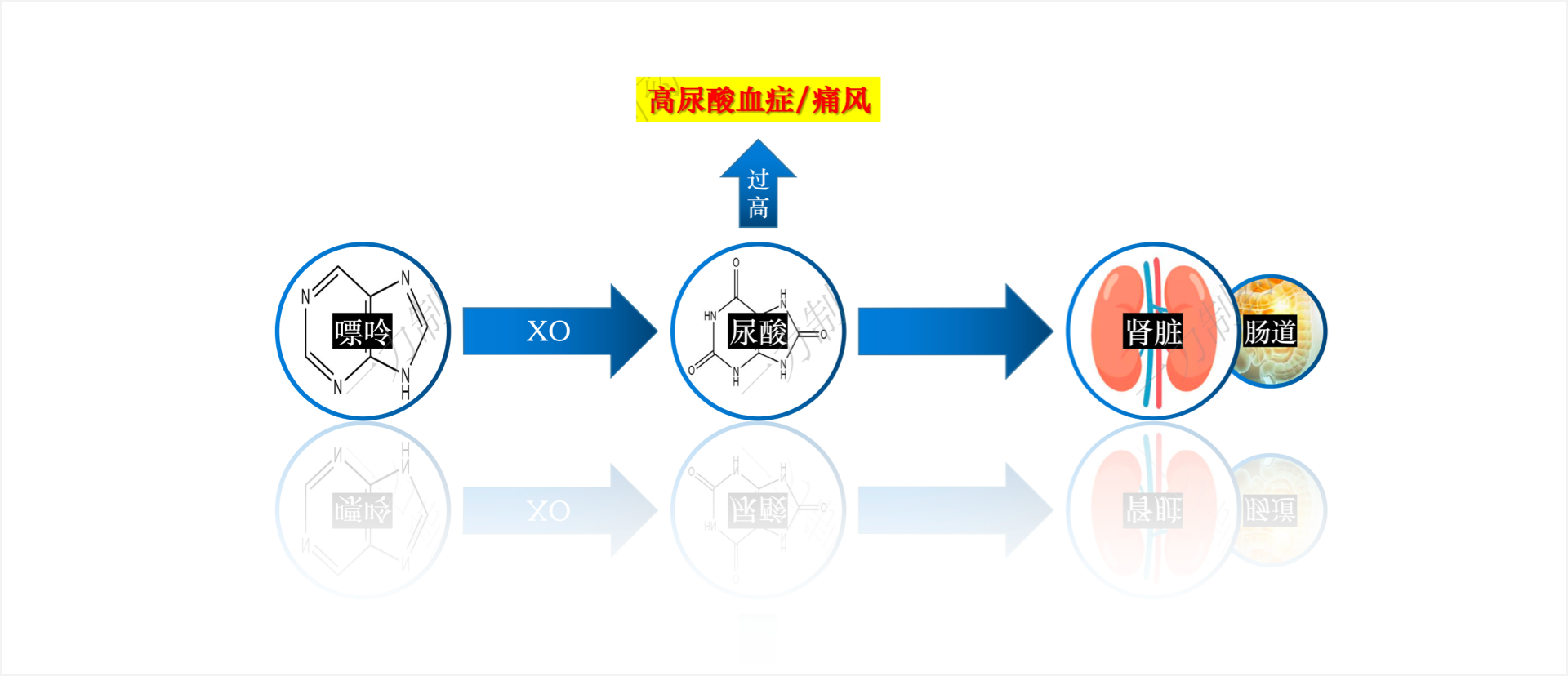 实验图片