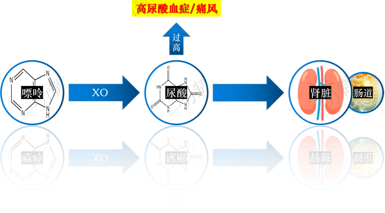 关于痛风